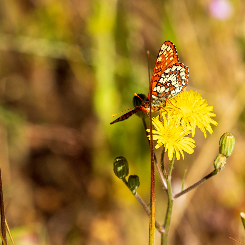 Butterfly on yellow flower