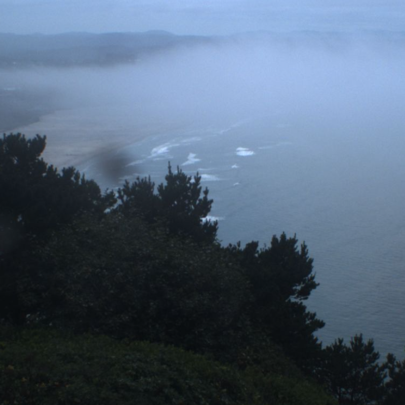 Foggy trees and coast