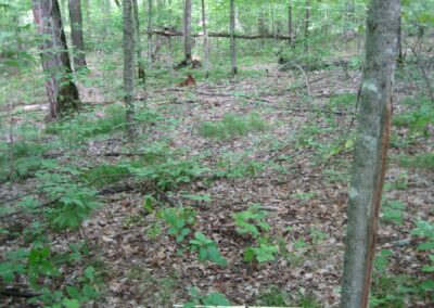 Central MN forest with reduced ground cover