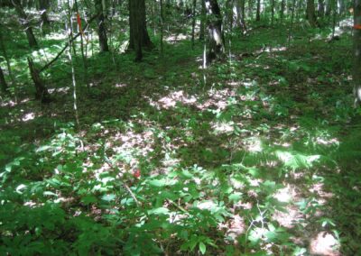 Central MN forest with ground cover