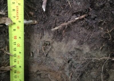 ruler over dirt with earthworms