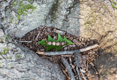 leaves and rocks spelling out code