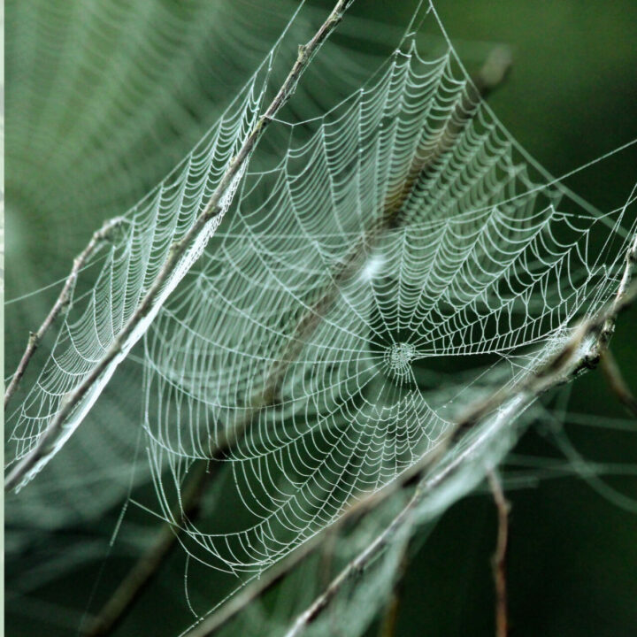 spider webs on a pair of branches