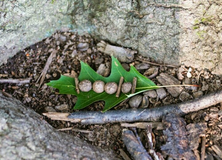 rocks and sticks on a leaf