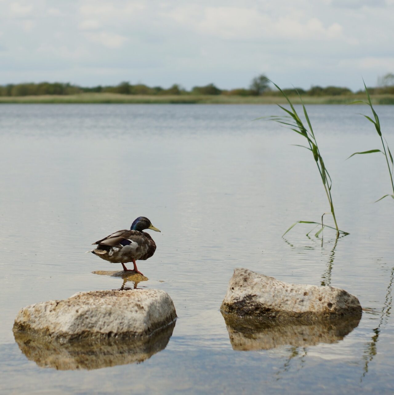 duck standing on rocks at a lake