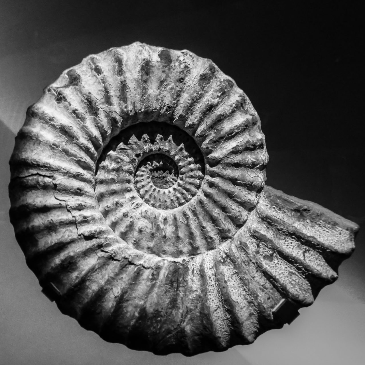 helix sea shell