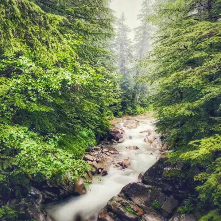creek in a forest