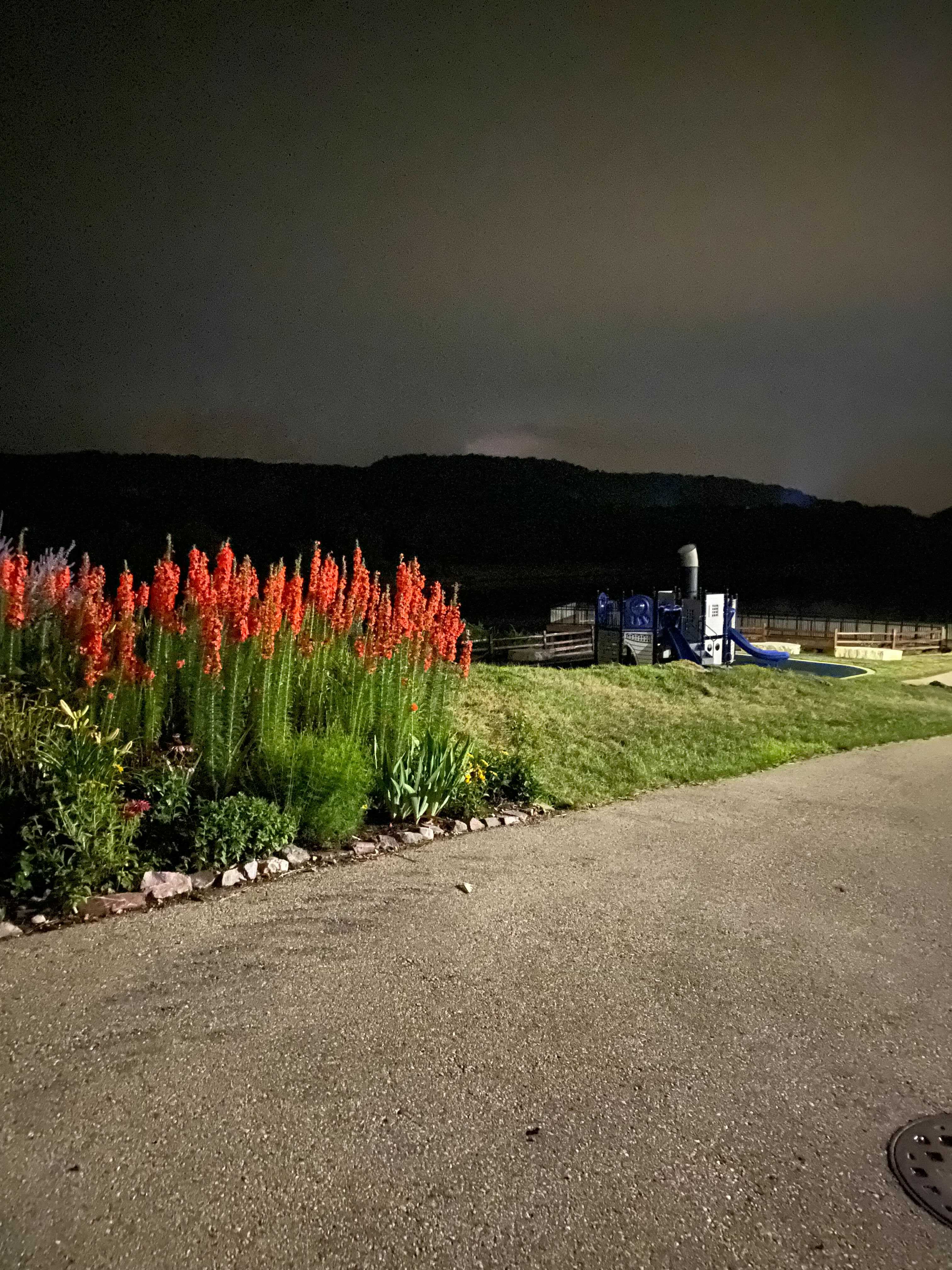 Lightning lights the sky behind a playground with a thick stand of bright orange flowers.