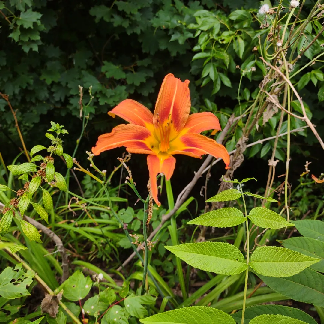 blooming orange flower and green foliage