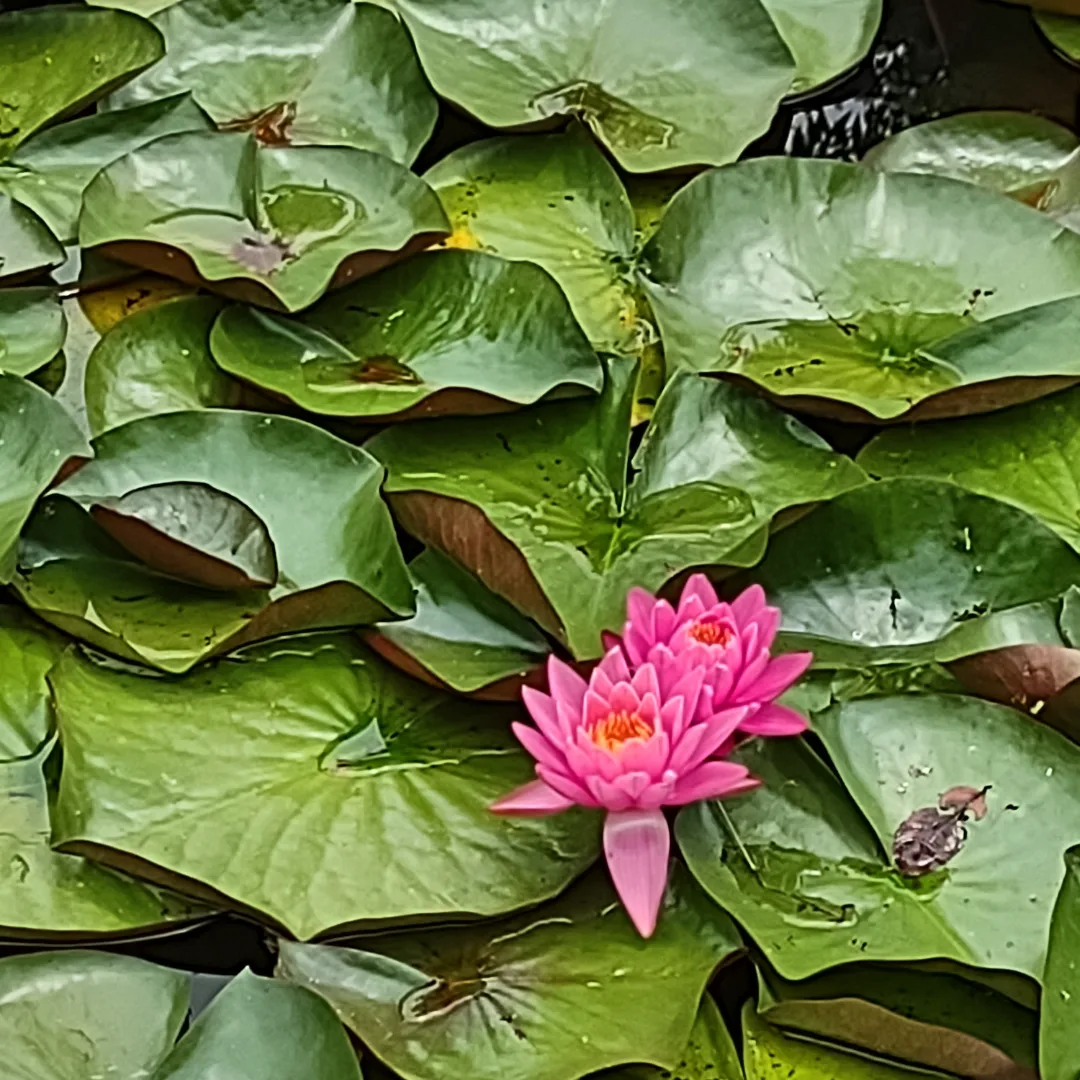 Two bright pink water lilies bloom above green lily pads