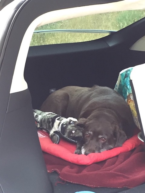 Sweet chocolate lab laying in a car.