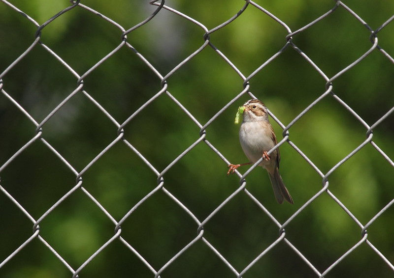 A small gray bird crouches in a chain link fence with a big meal in its beak.