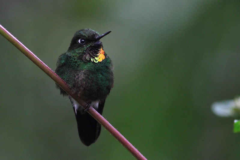 A small hummingbird wears a necklace of vibrant, reflective orange feathers around its neck.