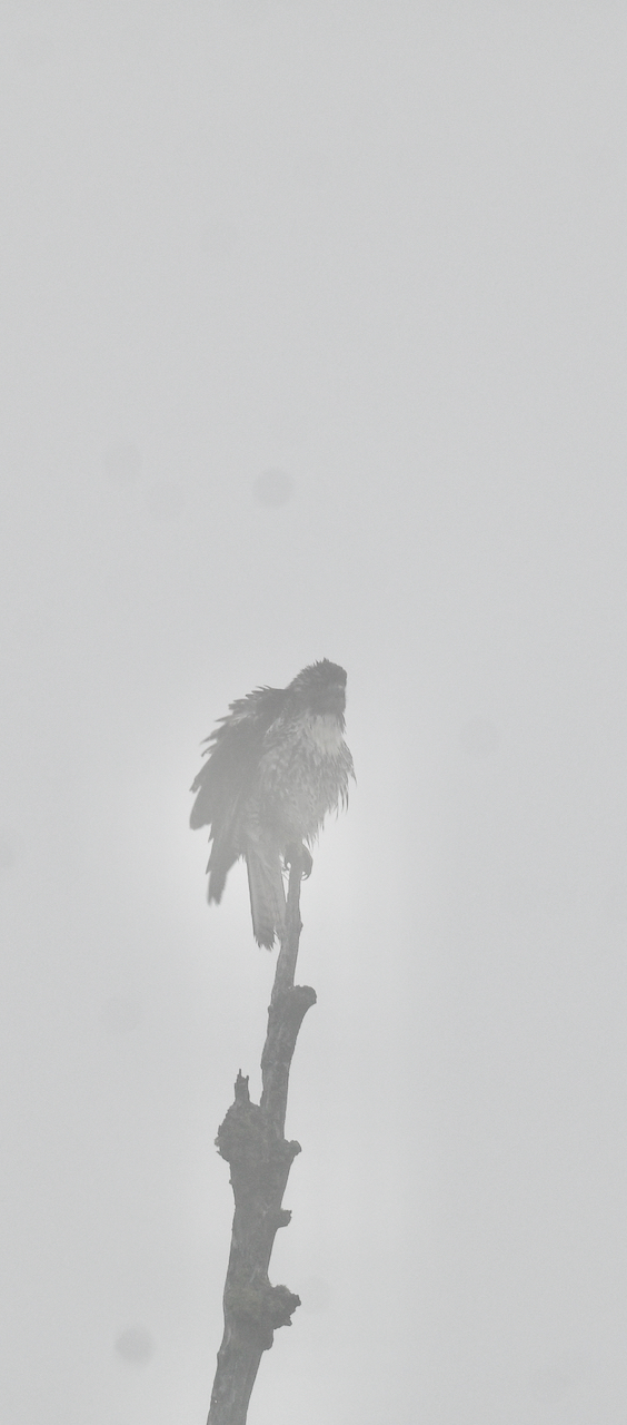 A smoke-obscured hawk fluffs its feathers.