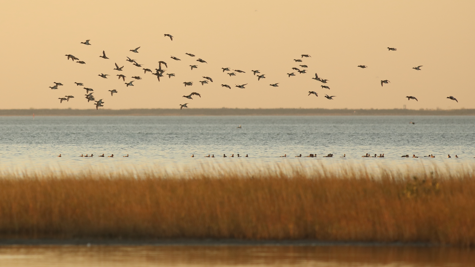 Golden light pours over a water scene where some birds rest on the surface while others fly past.