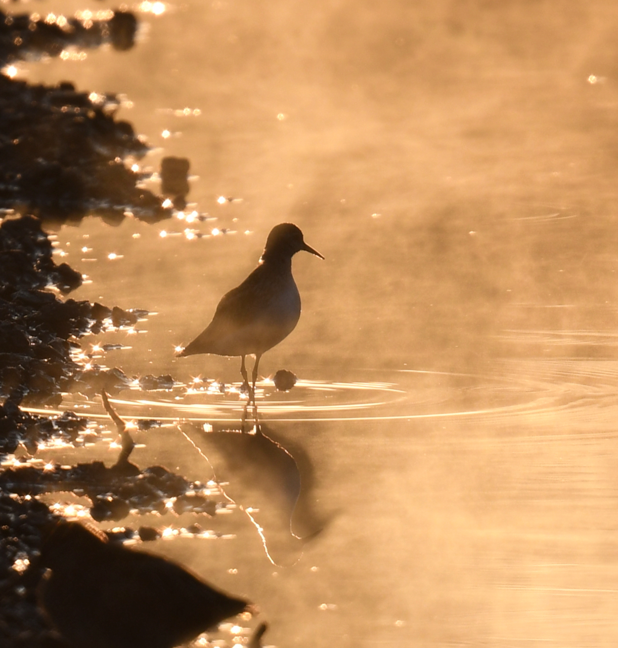 A small bird outlined in sunlight looks for food.