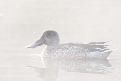duck swimming in water