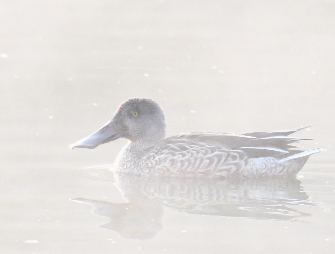 duck swimming in water