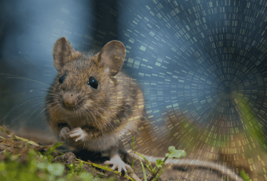 mouse in front of network graphic