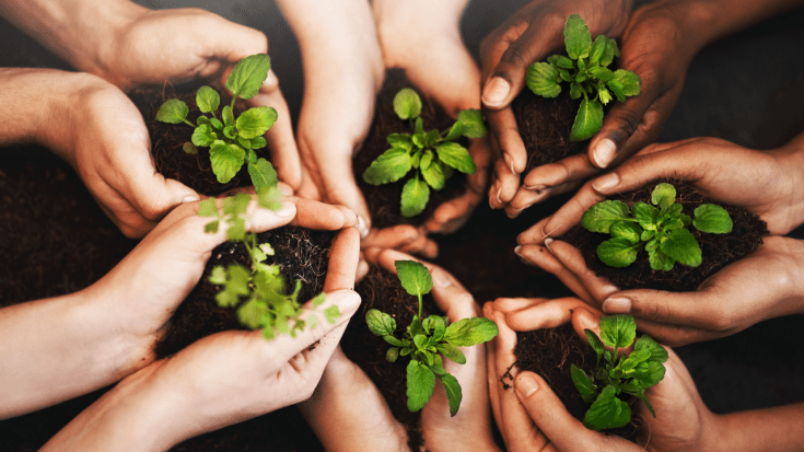hands holding plants