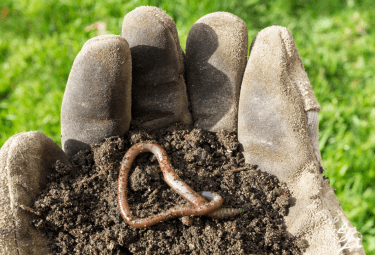 gloved hand holding worm