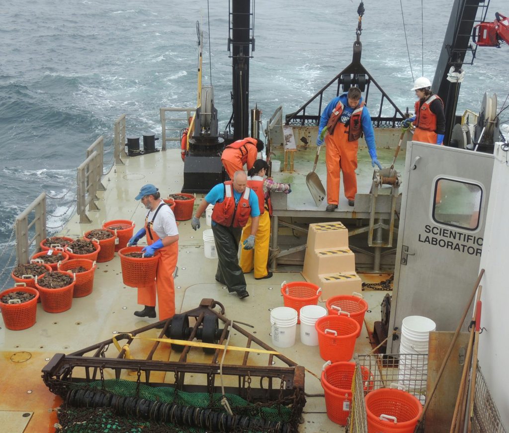 A dredge for samples on a NOAA vessel in action. Fish, scallops, crabs, starfish, and trash are sorted into baskets and buckets, then taken into the wet lab where they are measured and weighed.